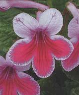 Streptocarpus Caitlin - Dibleys