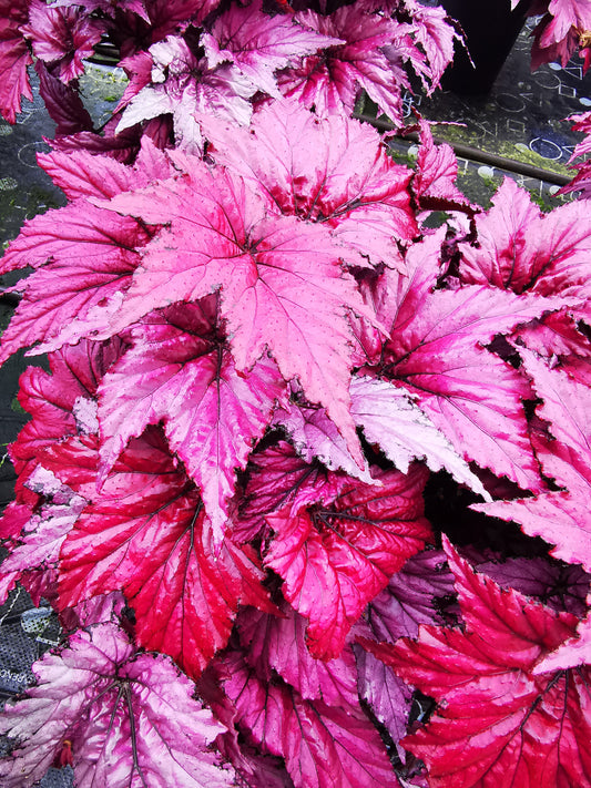 Begonia Candy Queen