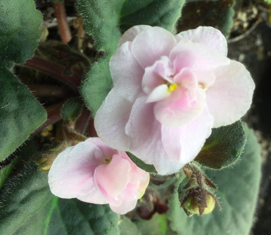 Chanticleer - Dibleys