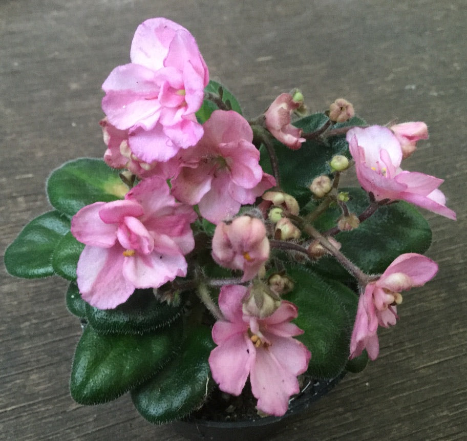 Saintpaulia Ness' Sheer Peach - Dibleys