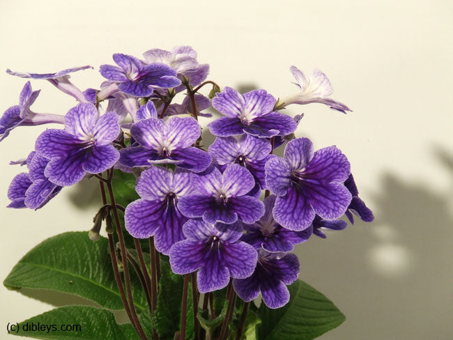 Streptocarpus Denim - Dibleys