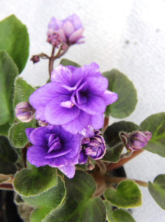 Saintpaulia Dibleys Beate