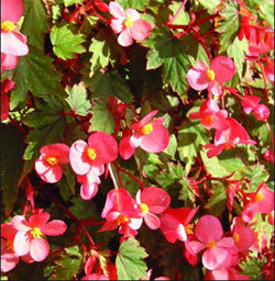 Dibleys Pink Showers - Dibleys