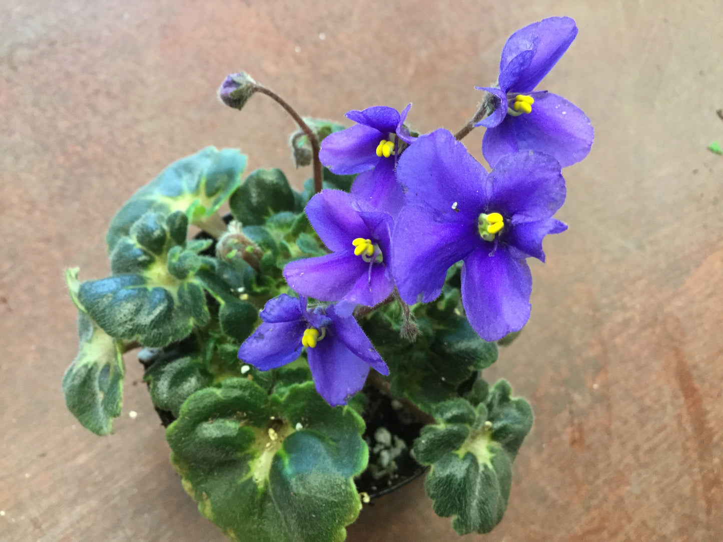 Saintpaulia Dolly Dimples