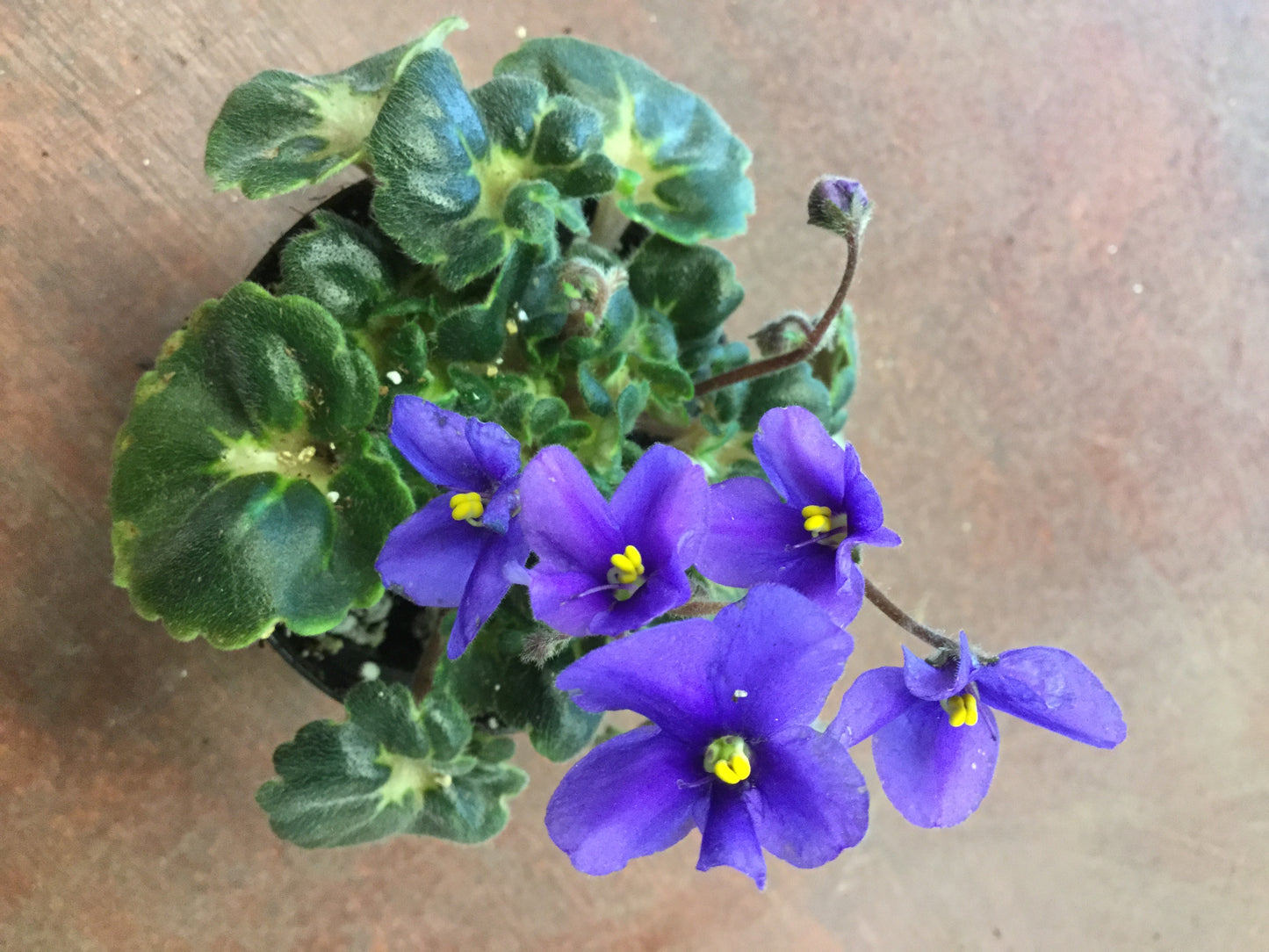 Saintpaulia Dolly Dimples