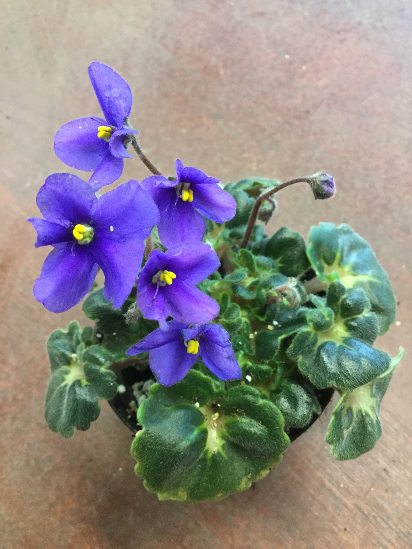 Saintpaulia Dolly Dimples