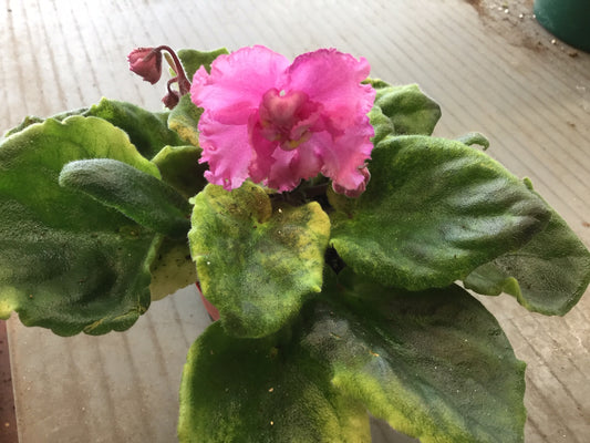 Saintpaulia Dress Parade