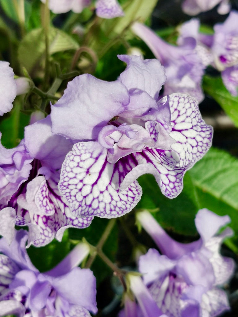 Streptocarpus Dolina