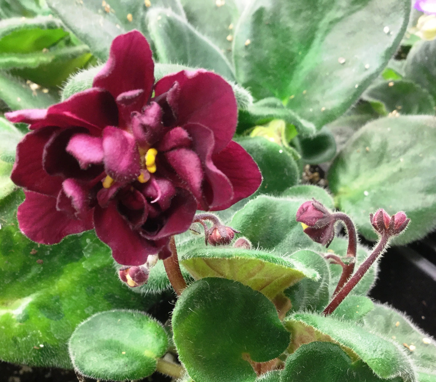 EK-Sady Semiramidi - Dibleys