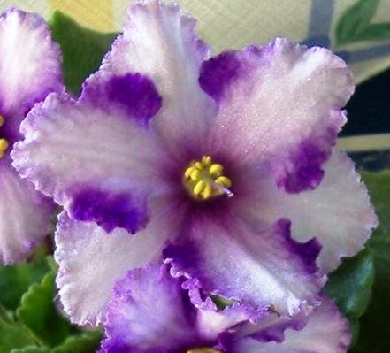 Saintpaulia EK-Snow Leopard (EK-Sneznyi Bars)