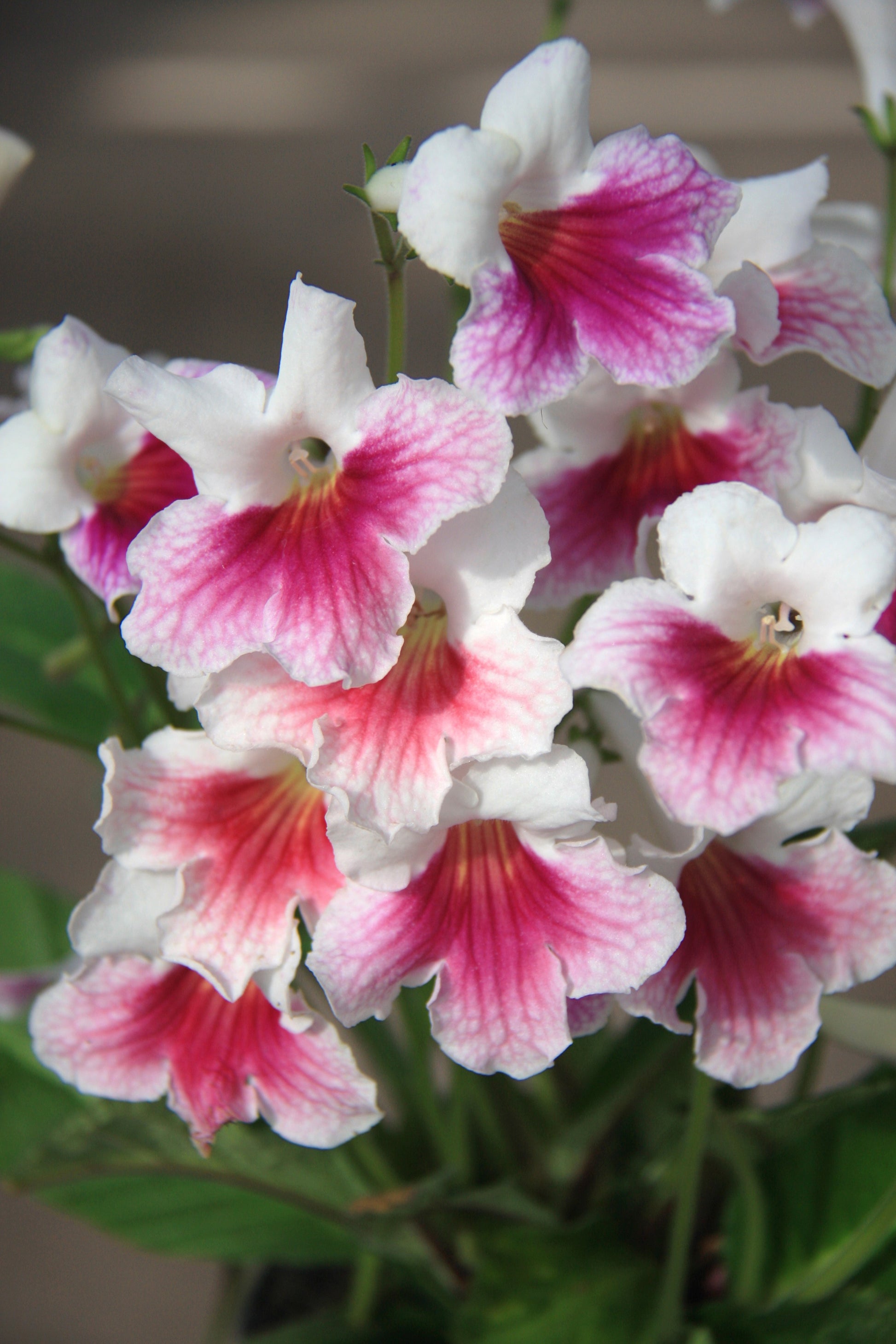 Sweet Rosy - Dibleys