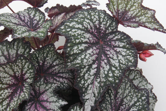 Begonia Galactic Glitter