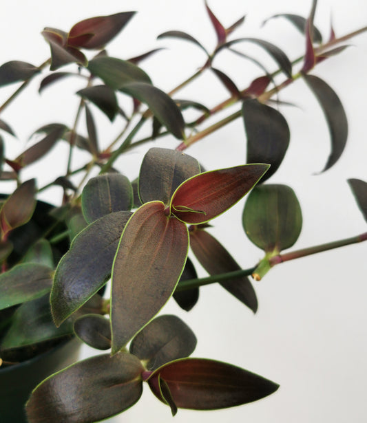 Gibasis Jose Puig - tradescantia family