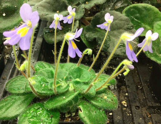 Petrocosmea Glasgow Kiss