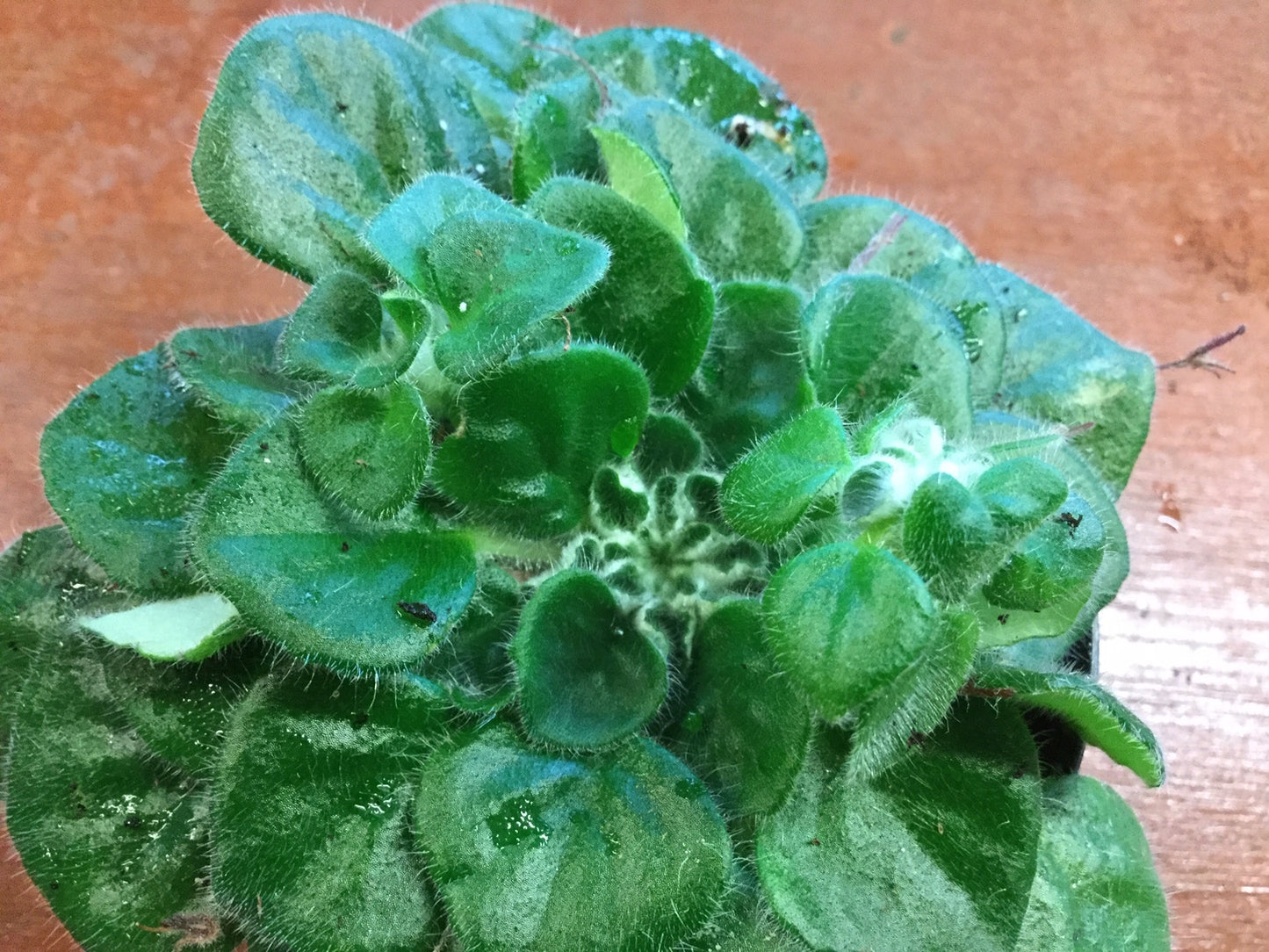 Petrocosmea Glasgow Kiss