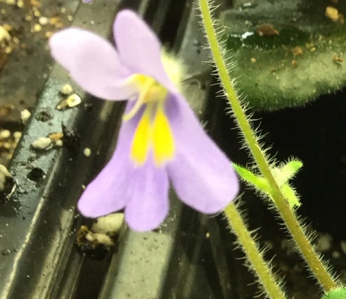 Petrocosmea Glasgow Kiss