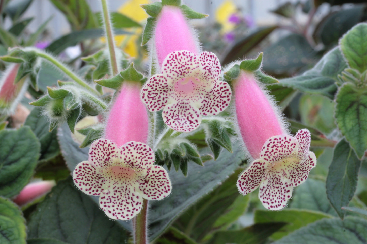 Kohleria HCY's Jardin de Monet