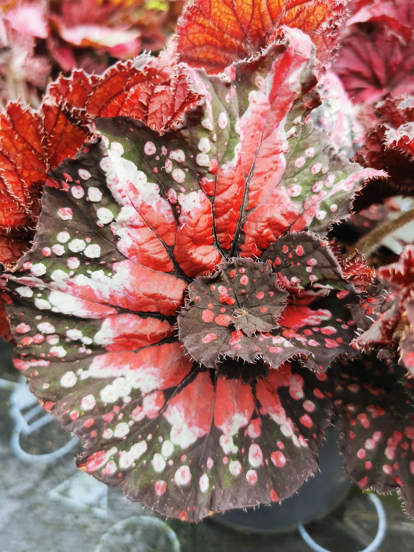 Begonia Helter Skelter