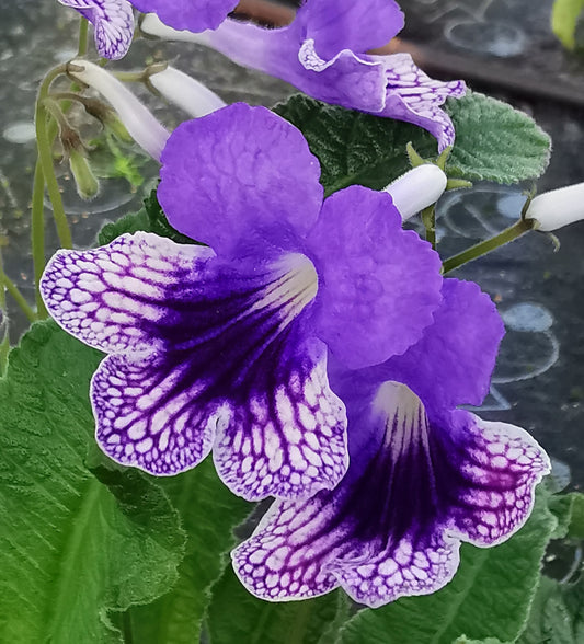 Streptocarpus Harlequin Moonlight
