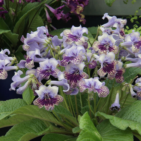A Collection of Harlequin Streptocarpus
