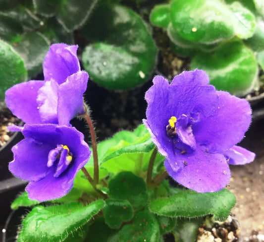 Saintpaulia Heart's Delight