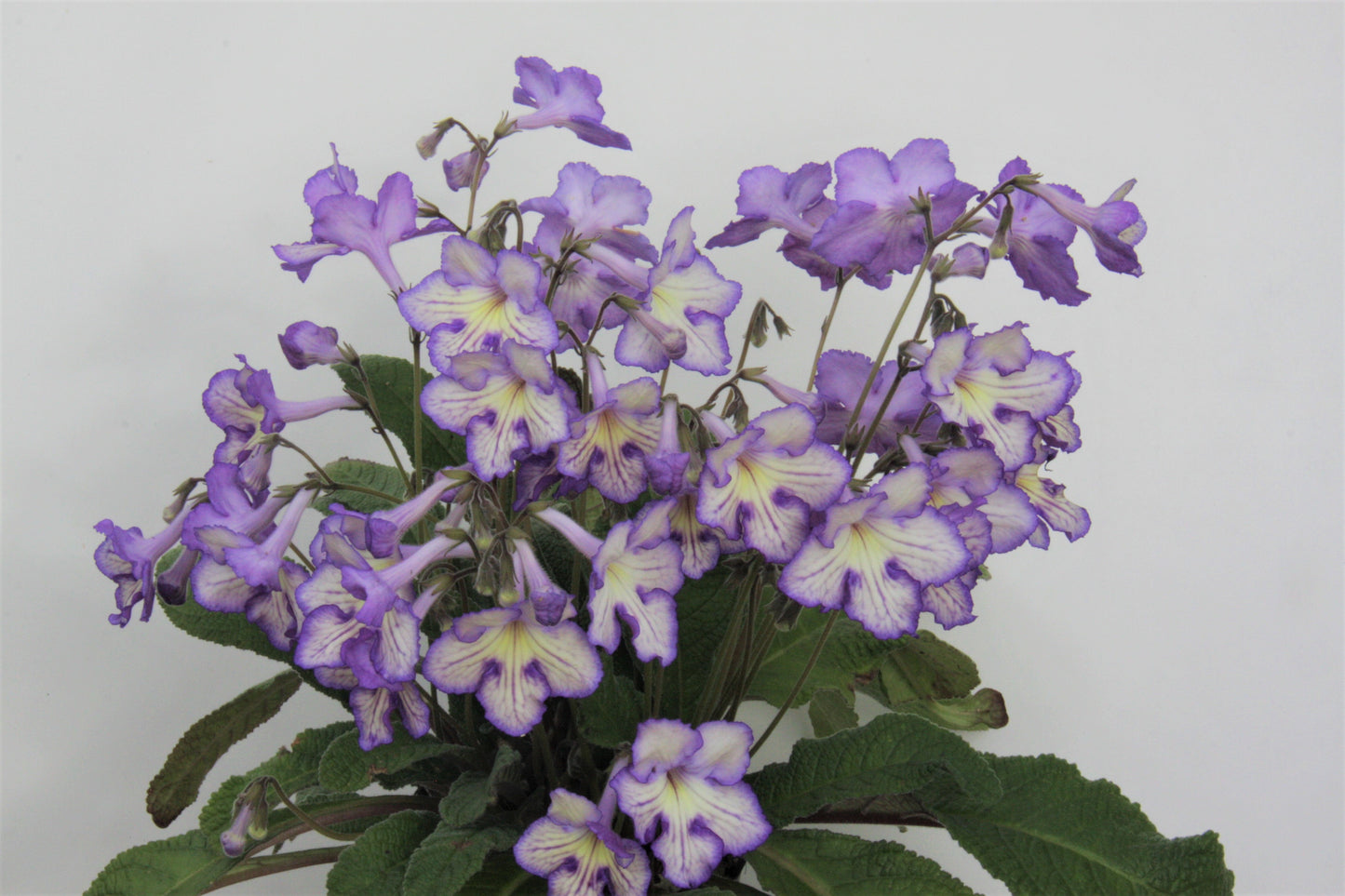 Streptocarpus Mabel