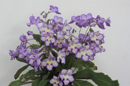 Streptocarpus Mabel