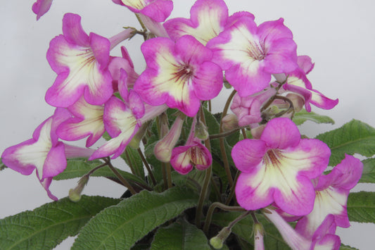 Streptocarpus Isla