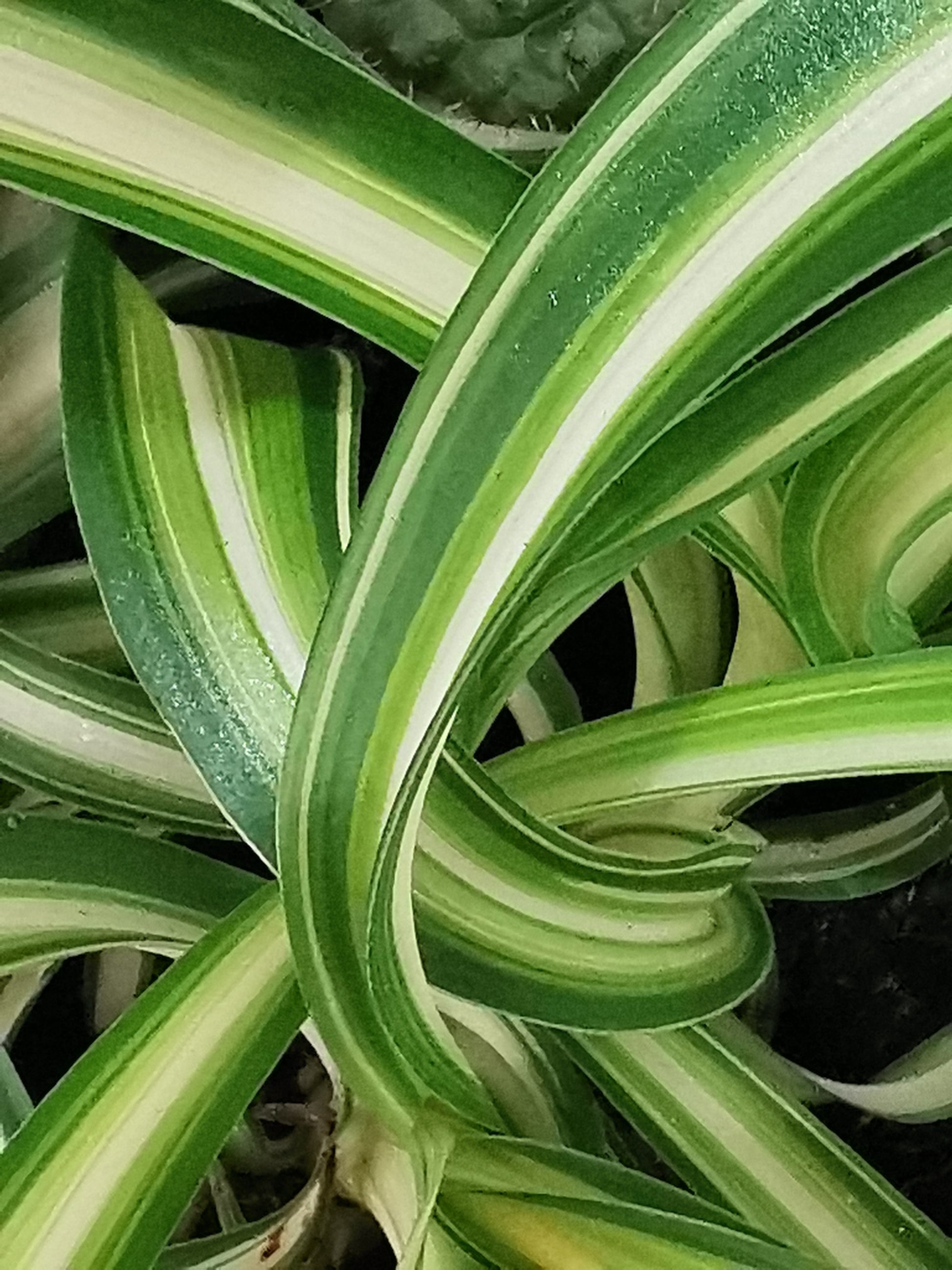 Curly Spider Plant - Dibleys