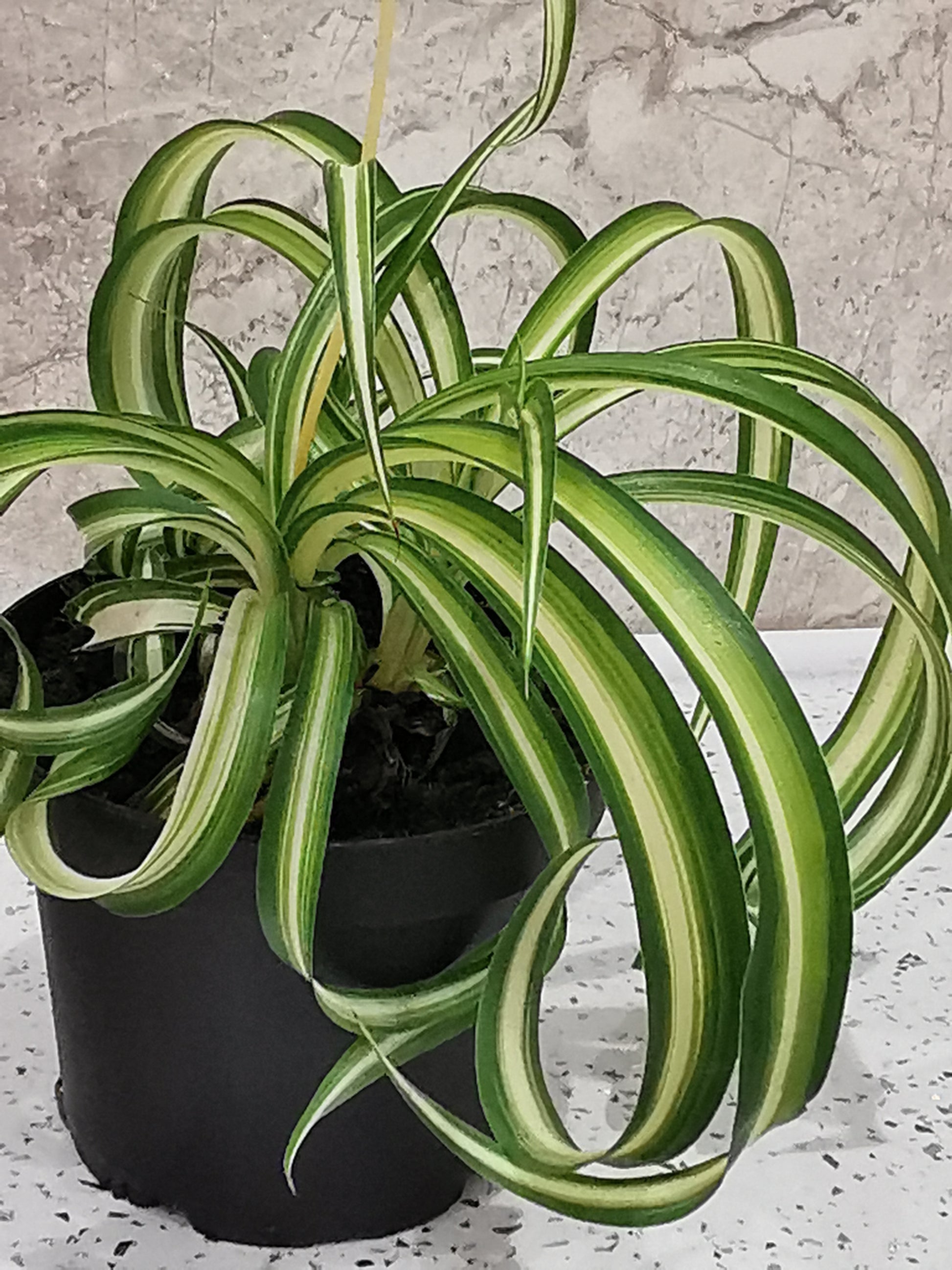 Curly Spider Plant - Dibleys