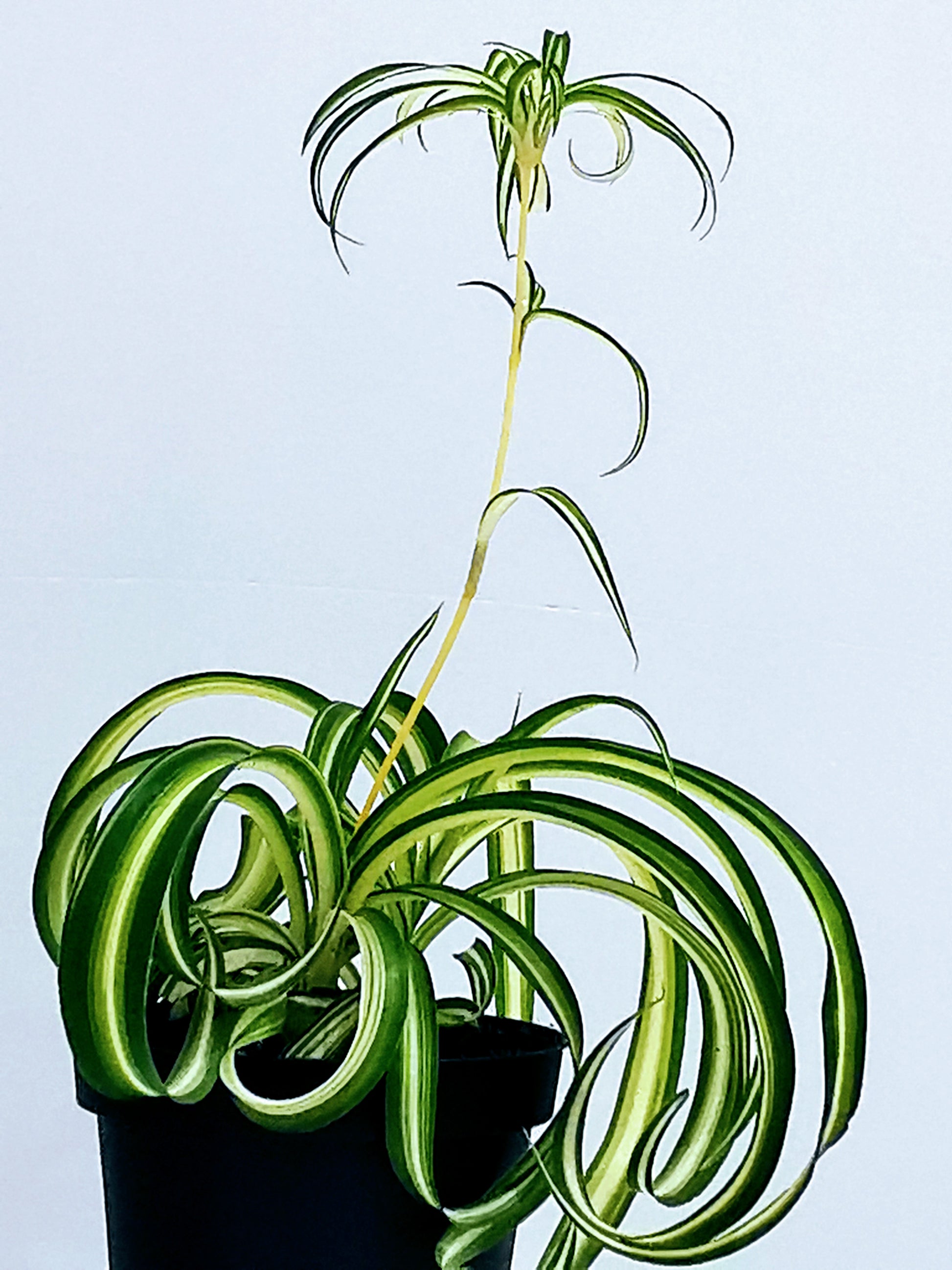 Curly Spider Plant - Dibleys