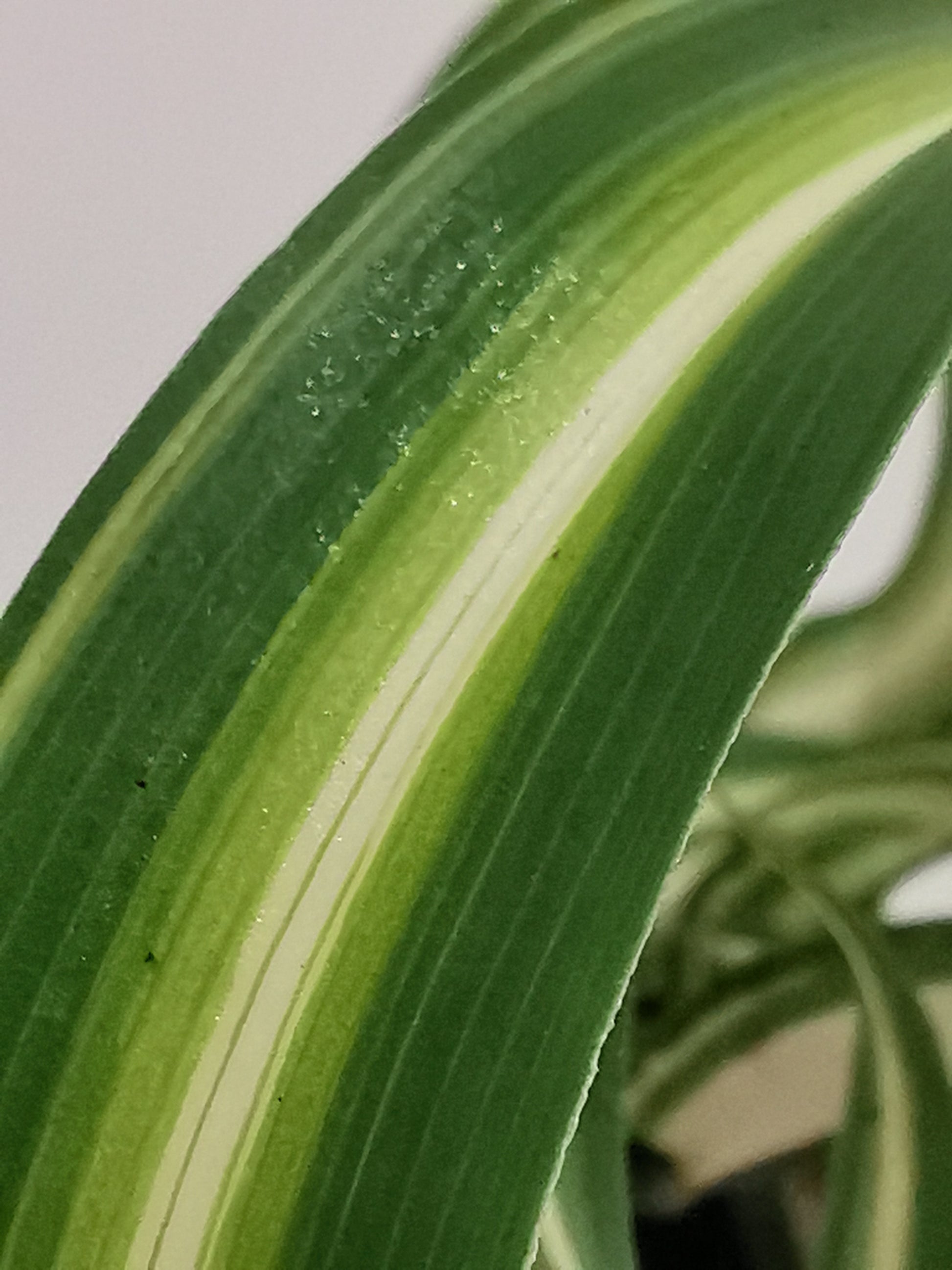 Curly Spider Plant - Dibleys
