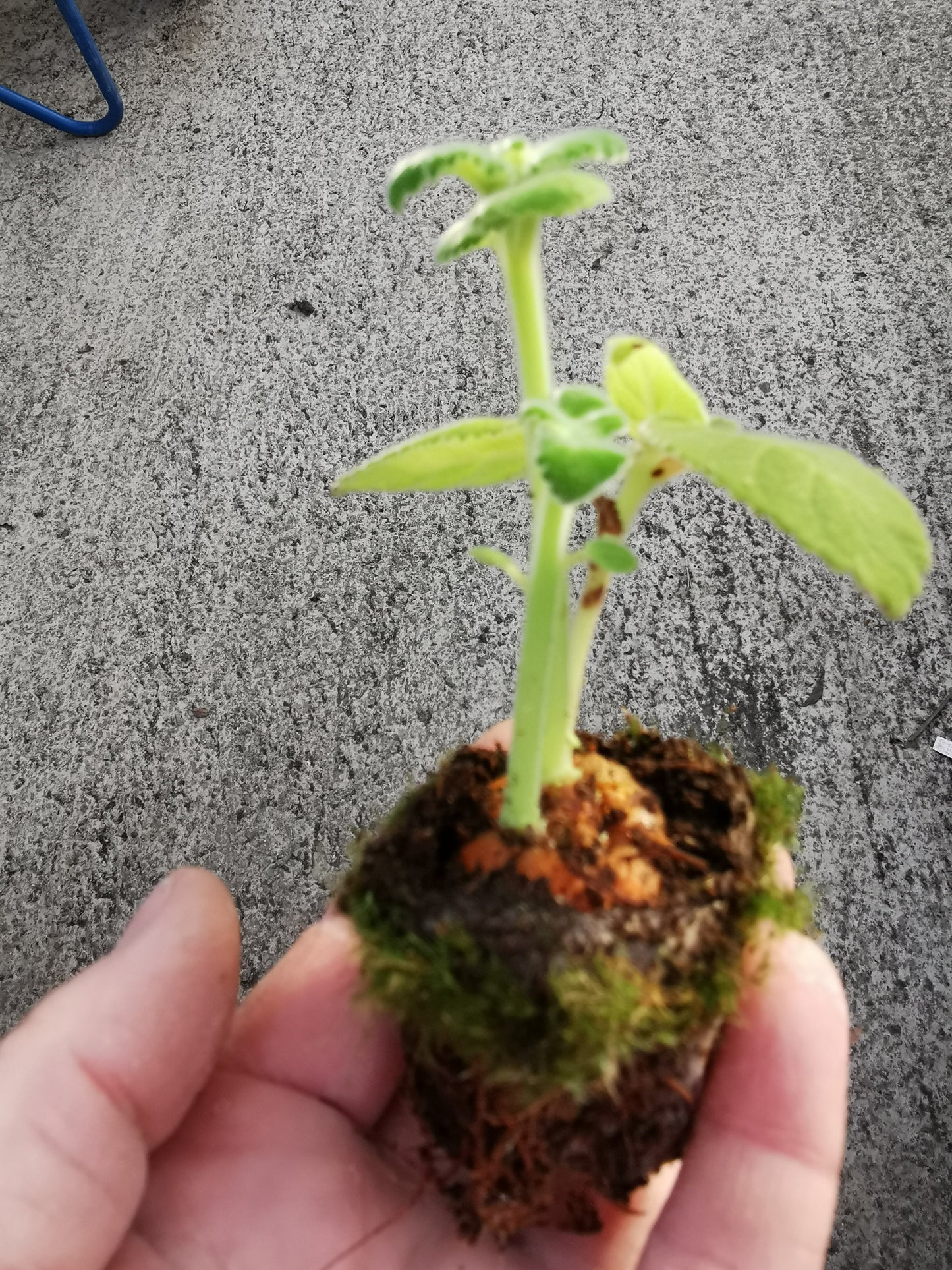 cardinalis - Dibleys