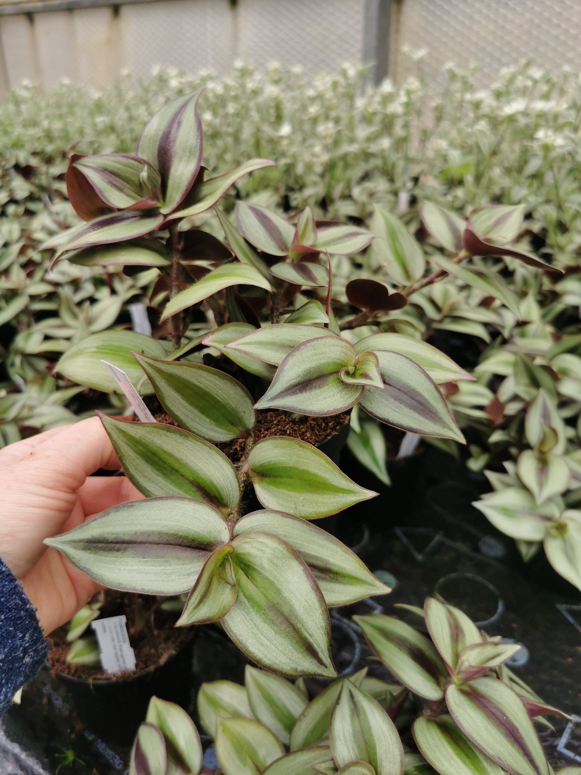 zebrina pendula 'Purpusii' - Dibleys