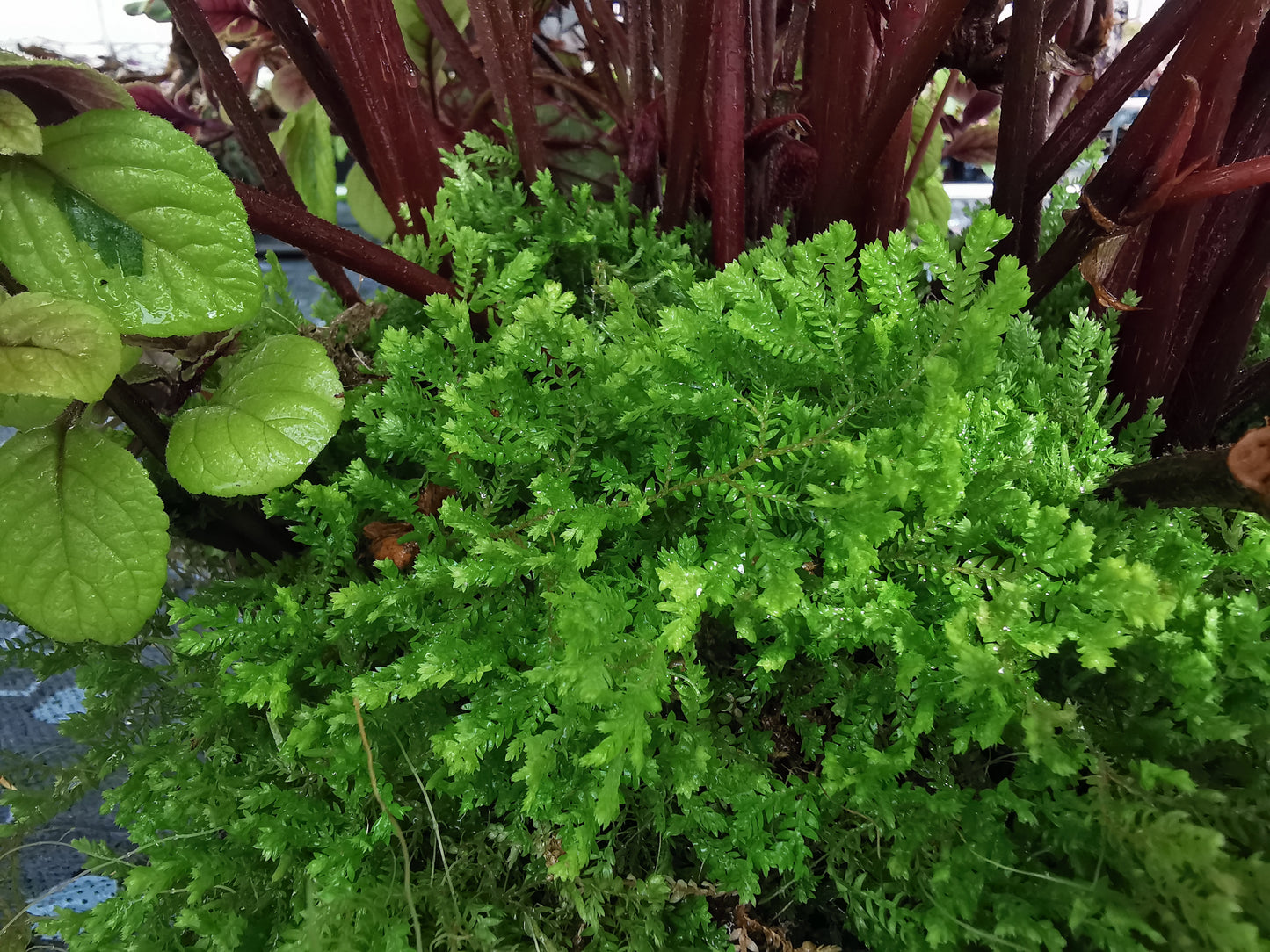 Selaginella kraussiana 'Aurea' - Dibleys