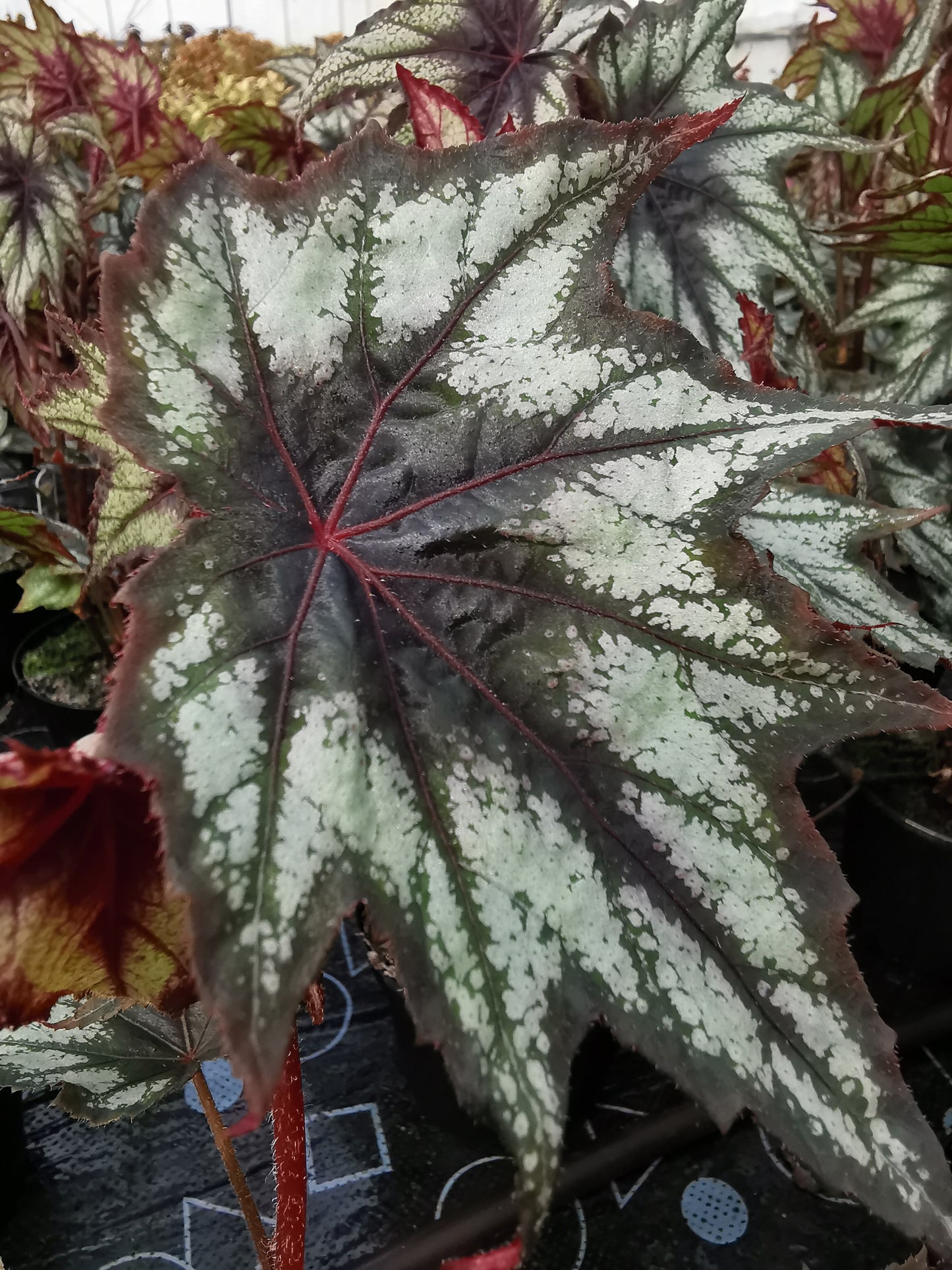 Begonia Little Brother Montgomery - Dibleys