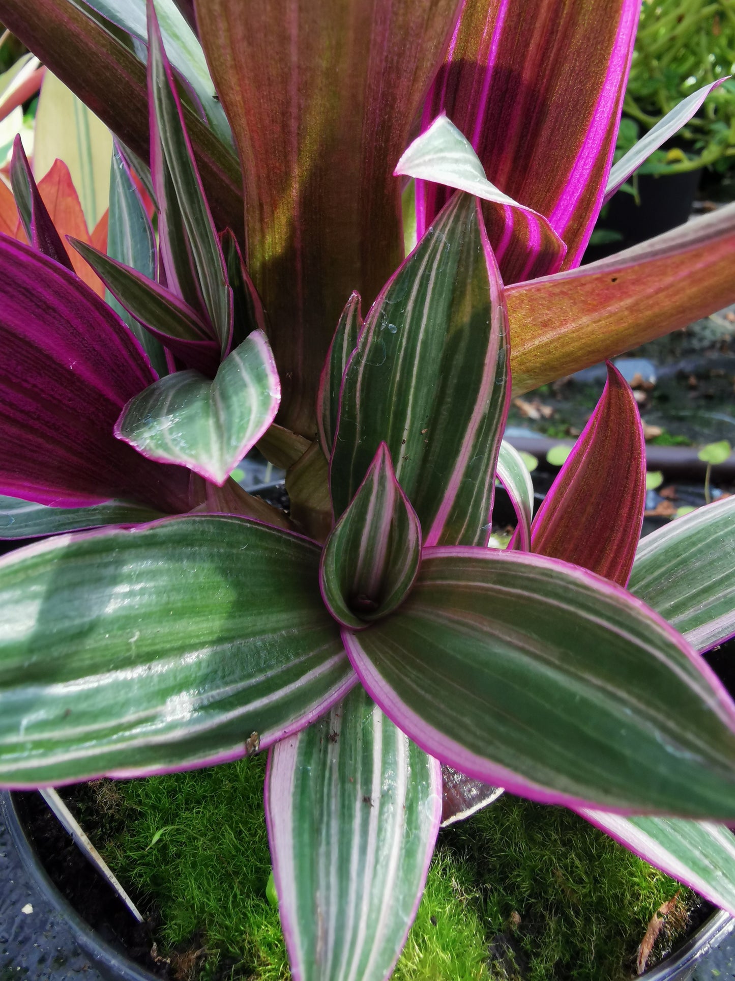 spathacea Sitara - Dibleys