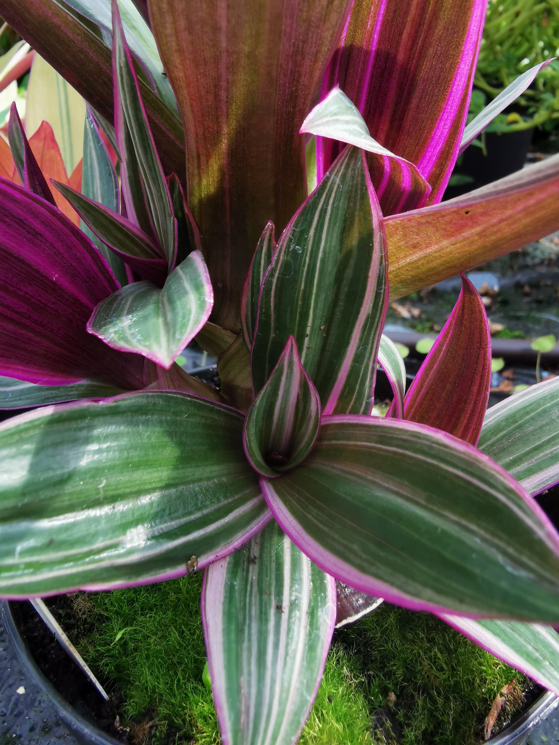 spathacea Sitara - Dibleys