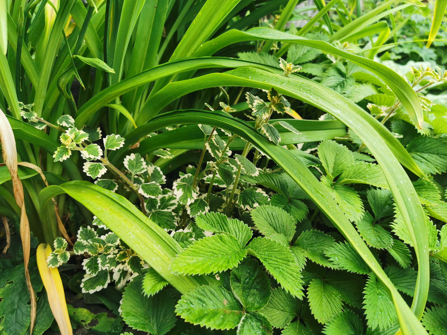 madagascariensis 'Lynne' - Dibleys