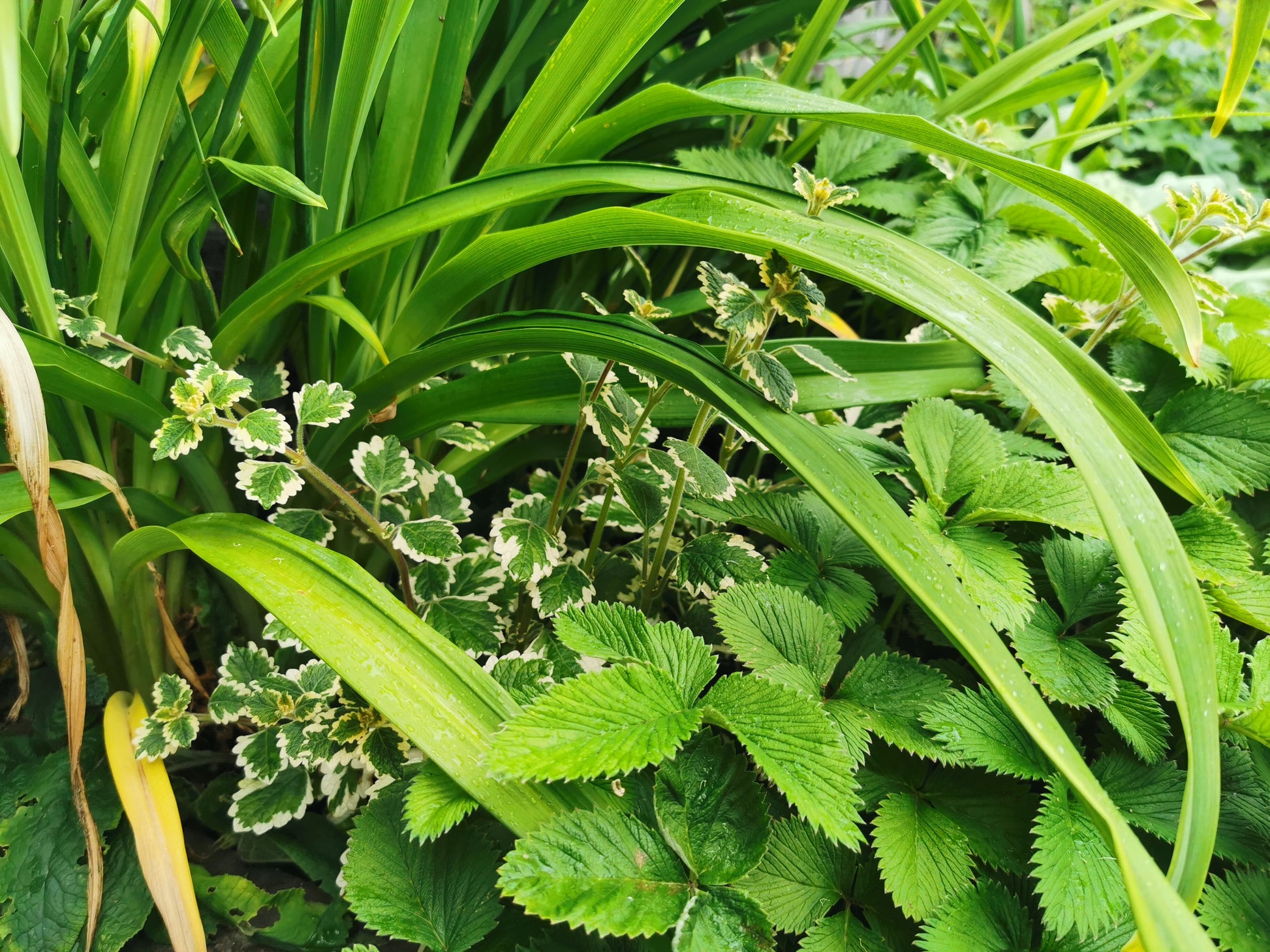 madagascariensis 'Lynne' - Dibleys