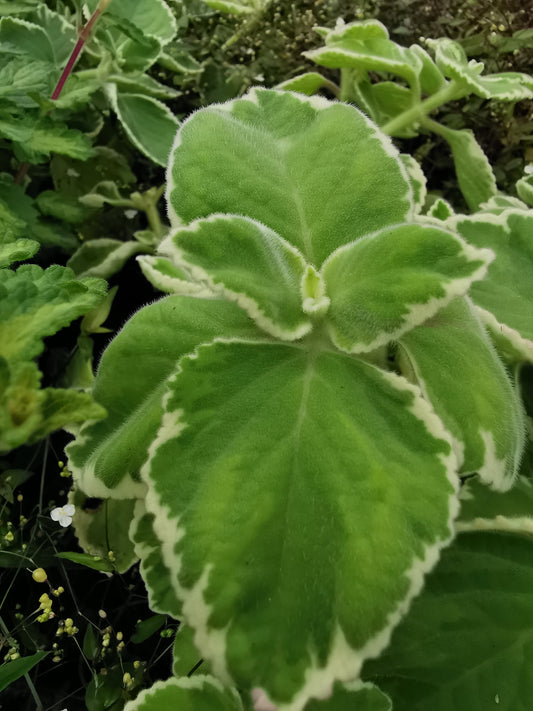 amboinicus variegata - Dibleys