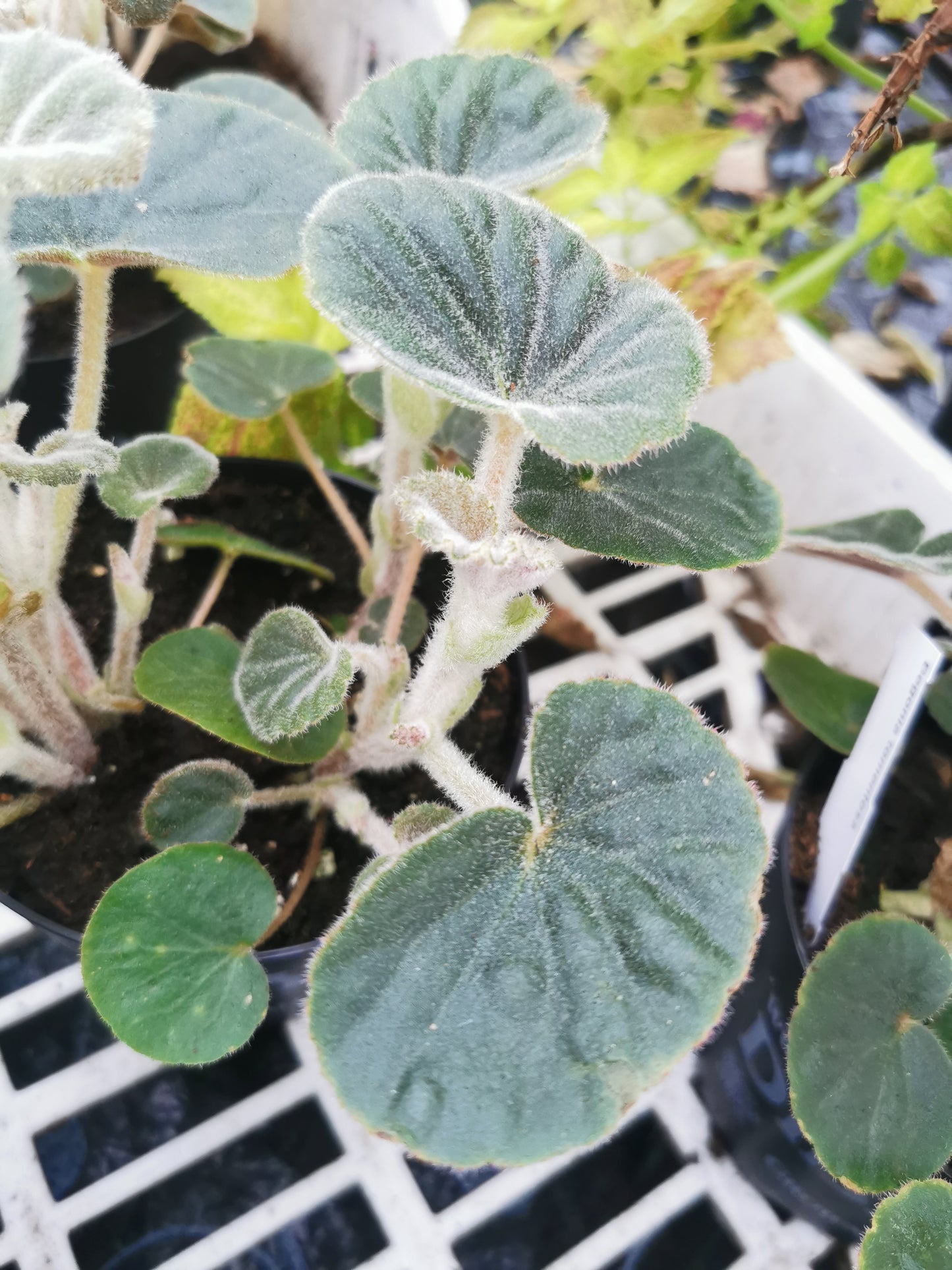 Begonia tomentosa
