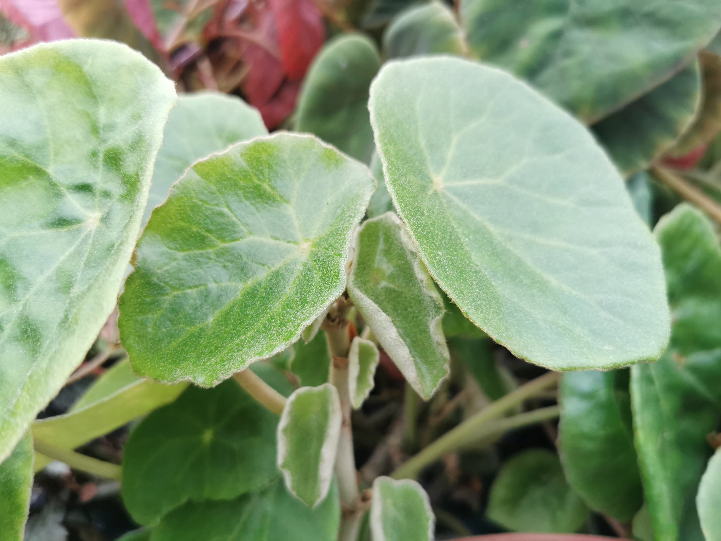 Begonia kellermanii