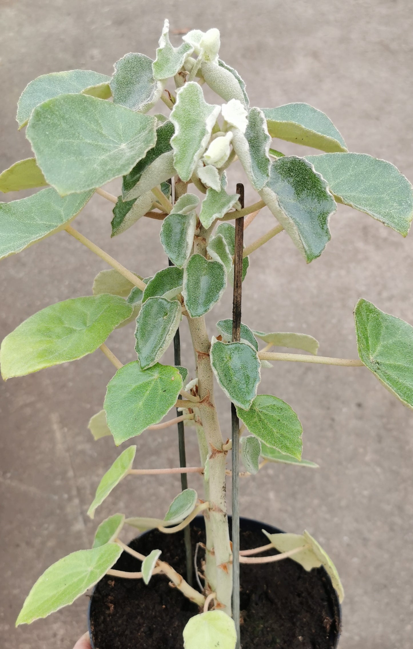 Begonia kellermanii