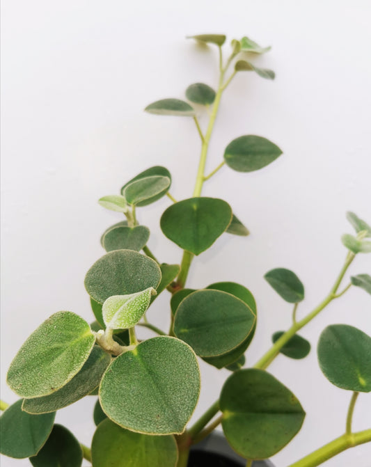 Peperomia incana