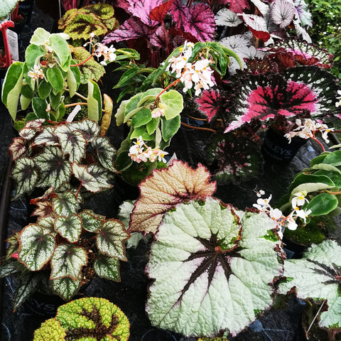 A Collection of Begonias