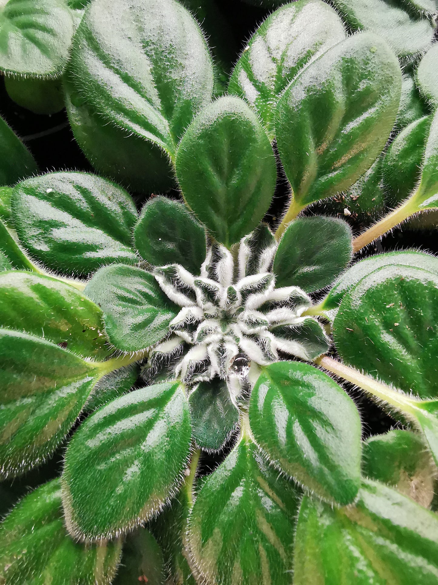 A Collection of Petrocosmea