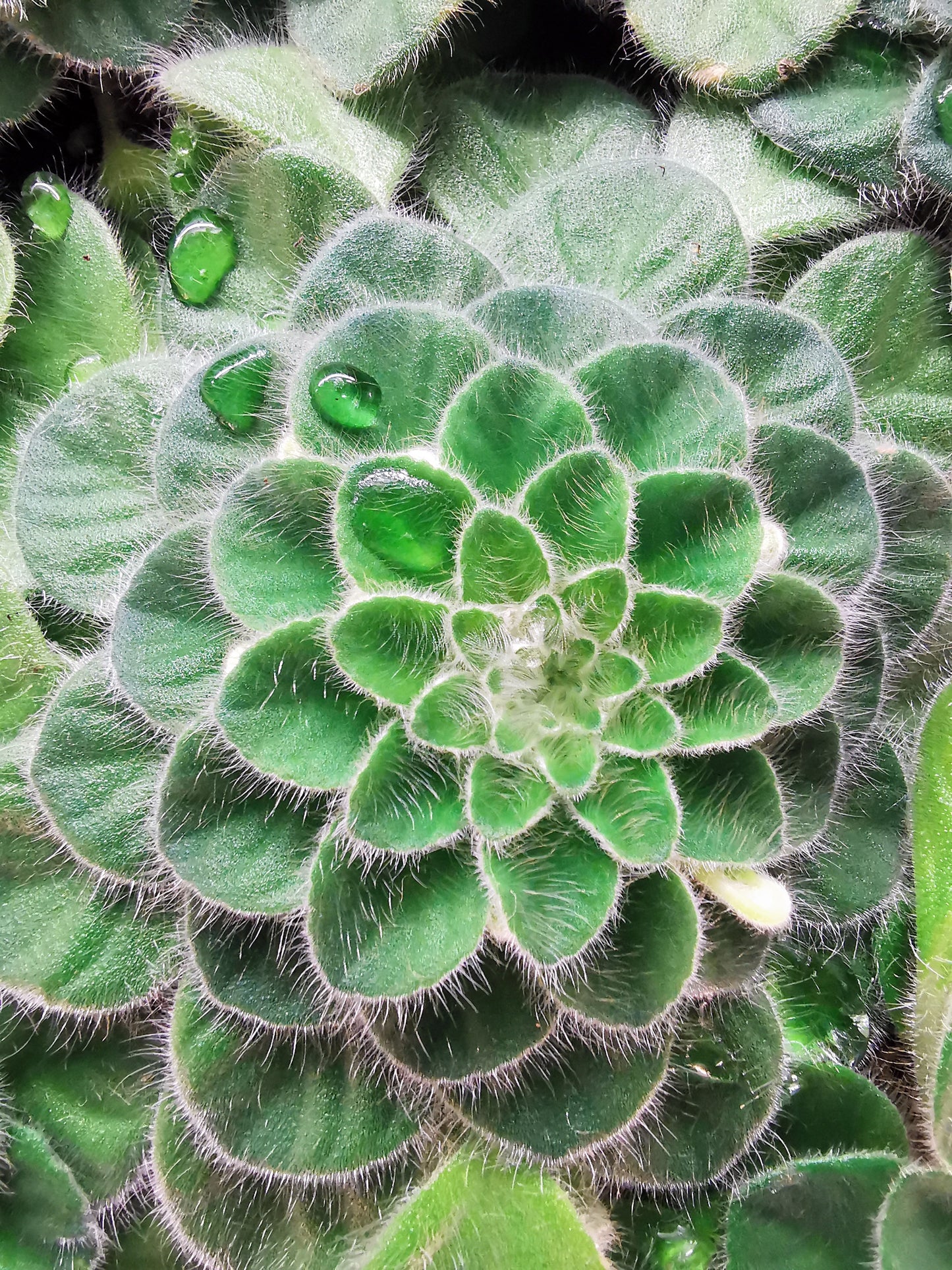A Collection of Petrocosmea
