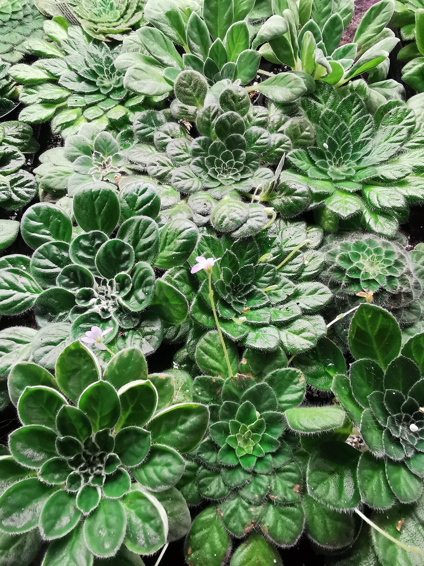 A Collection of Gesneriads