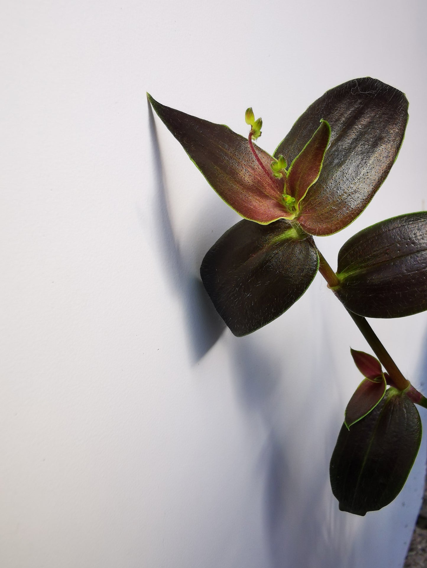 Gibasis Jose Puig - tradescantia family